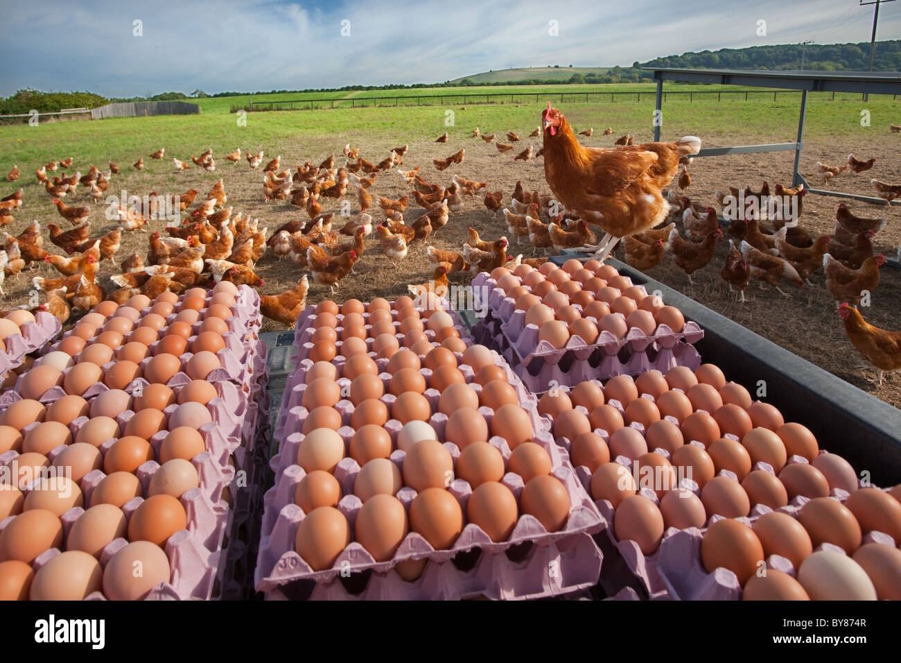 Fresh Farm Eggs