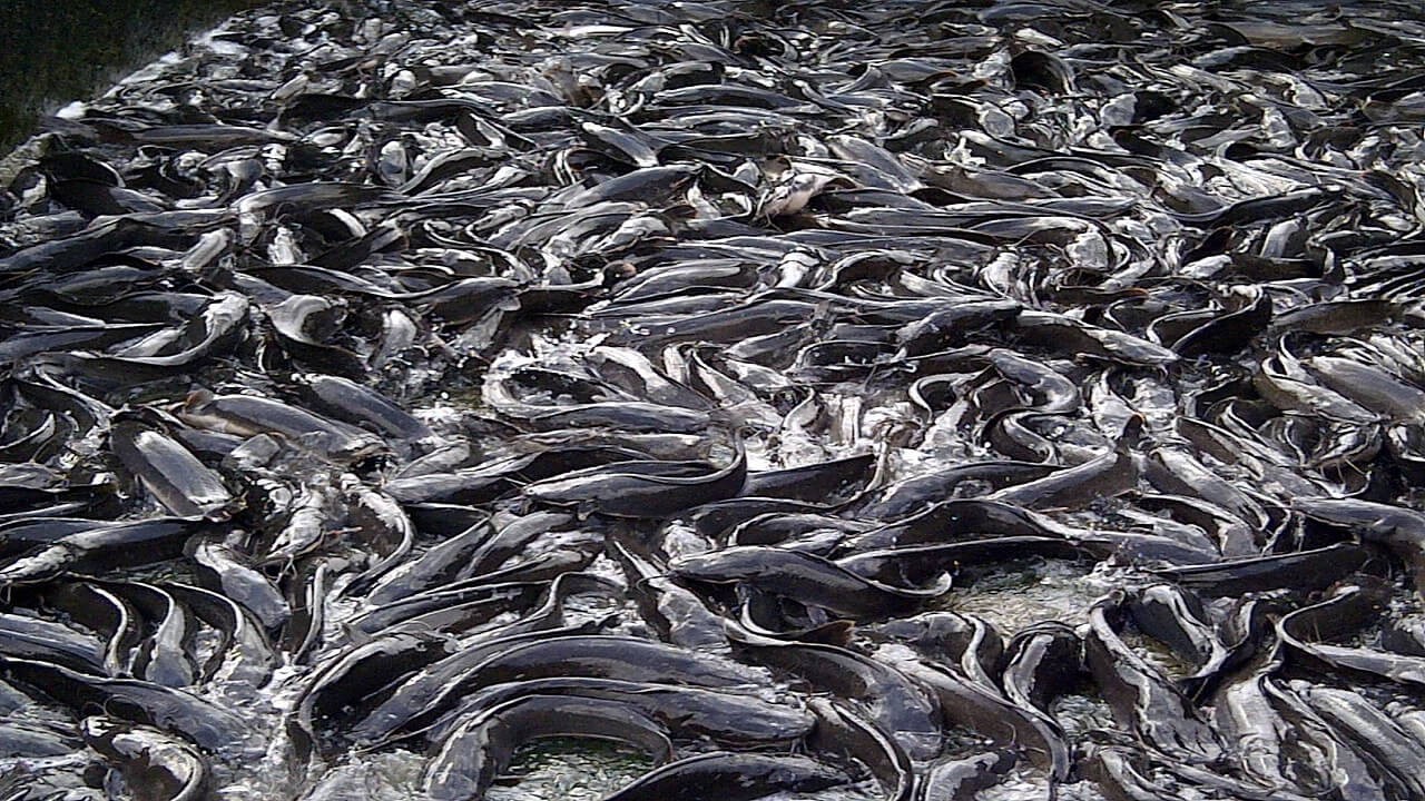 Profitable Fish Farming