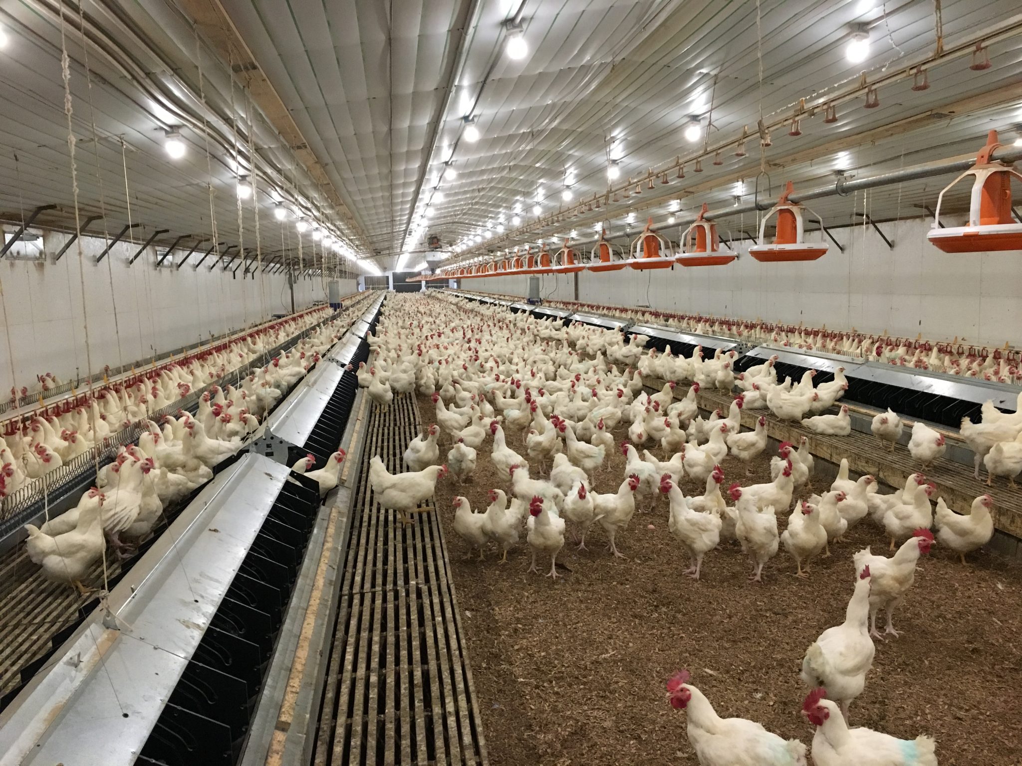 Poultry Farming Success